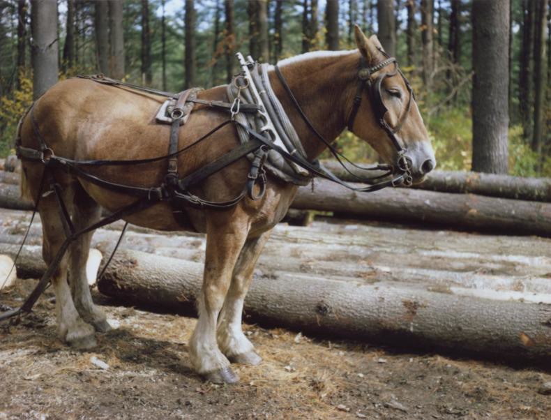 polaroids van charlotte dumas_4