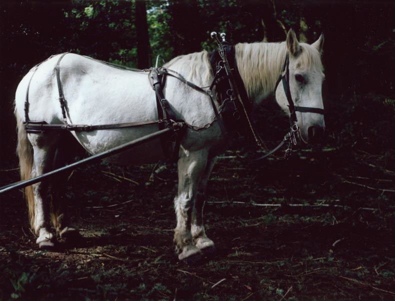 polaroids van charlotte dumas_3