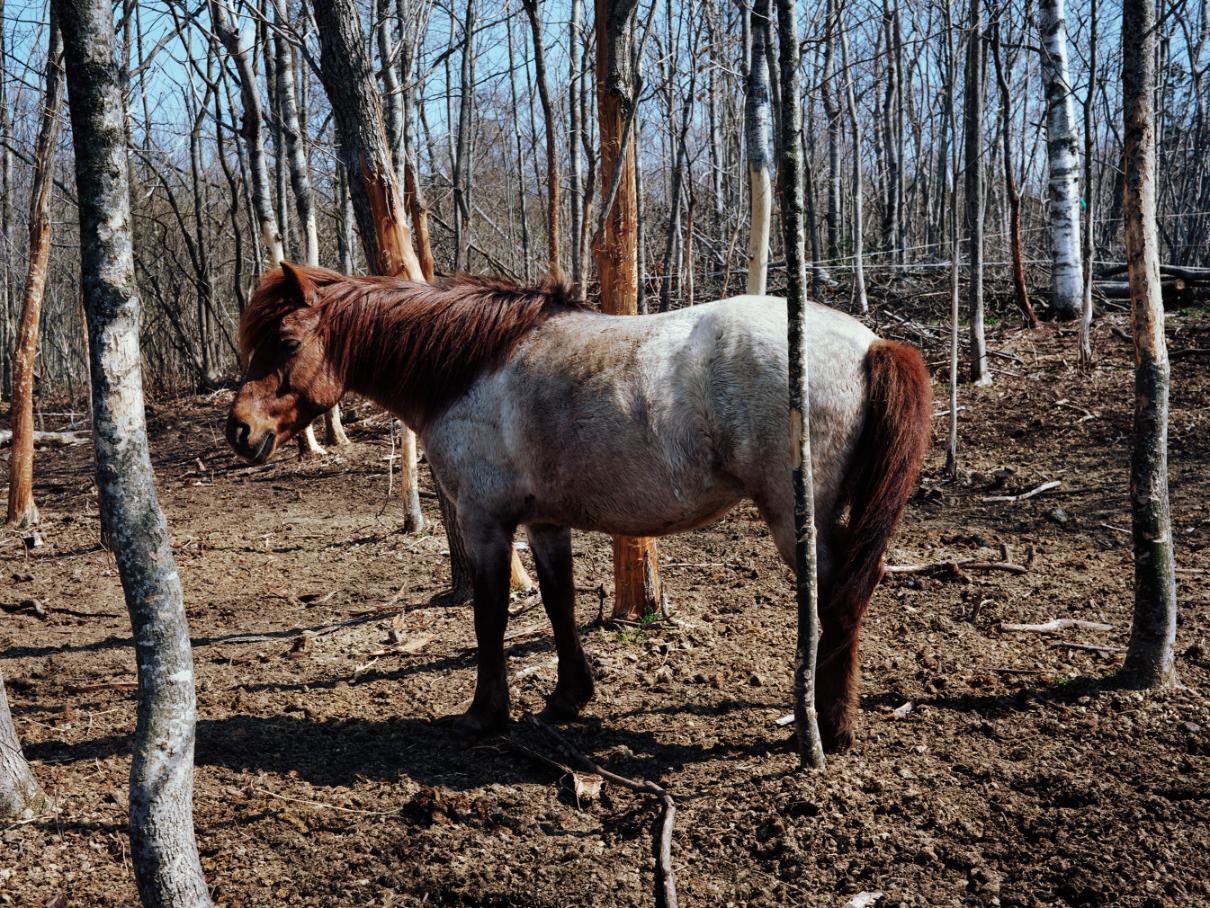 webexpositie charlotte dumas · dragers